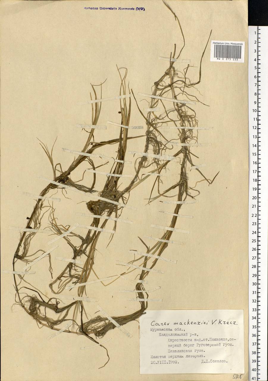 Carex mackenziei V.I.Krecz., Eastern Europe, Northern region (E1) (Russia)