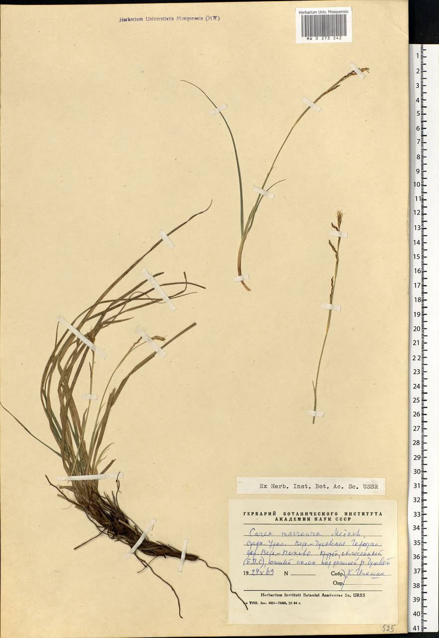Carex pediformis var. macroura (Meinsh.) Kük., Eastern Europe, Eastern region (E10) (Russia)