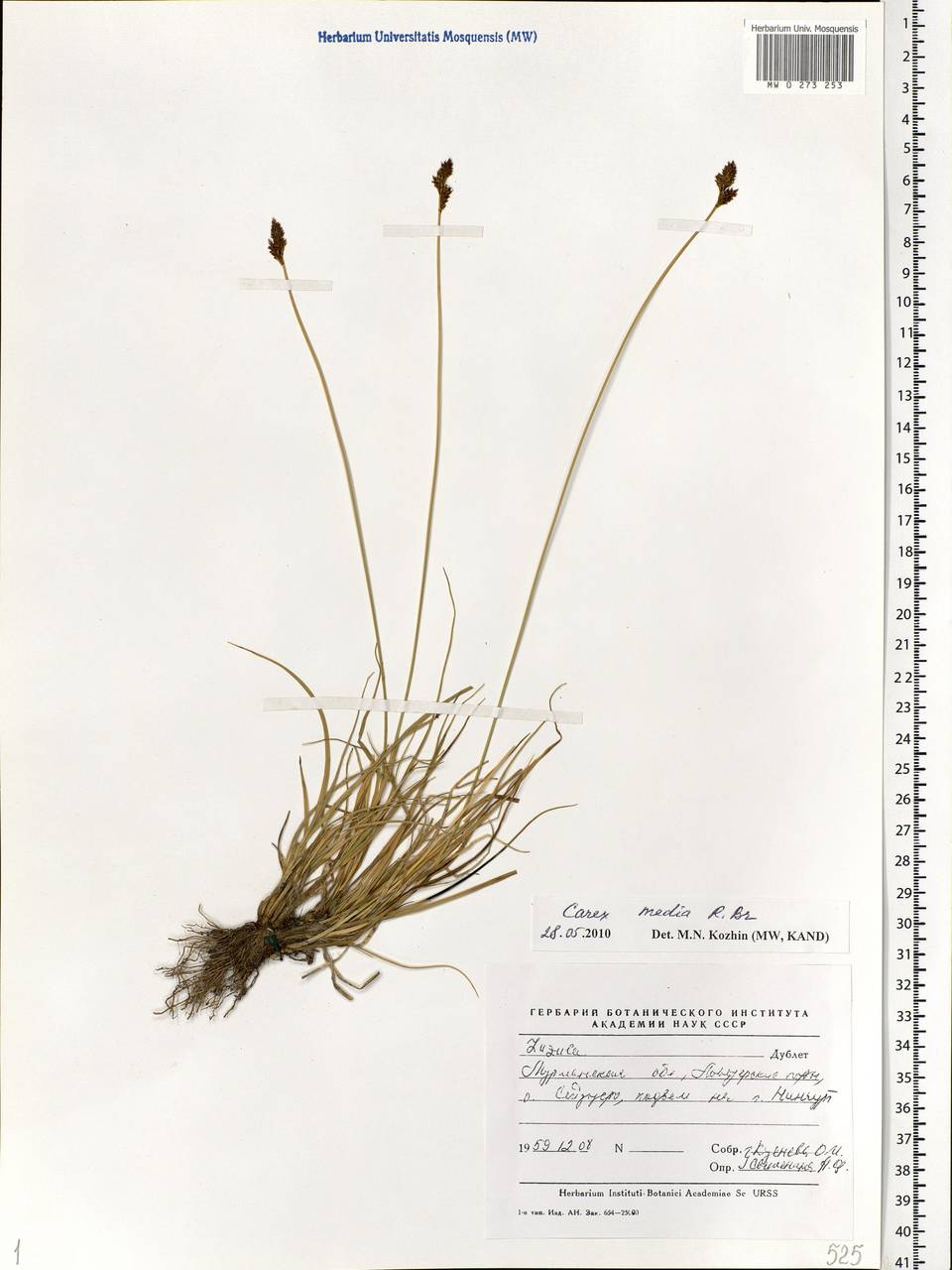 Carex media R.Br., Eastern Europe, Northern region (E1) (Russia)