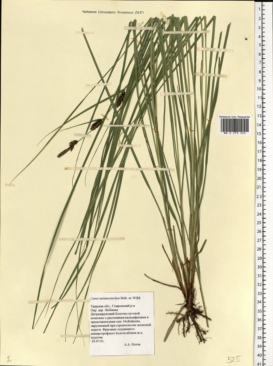 Carex melanostachya M.Bieb. ex Willd., Eastern Europe, North-Western region (E2) (Russia)