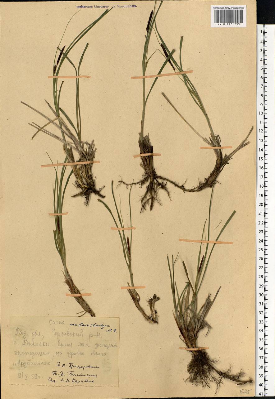 Carex melanostachya M.Bieb. ex Willd., Eastern Europe, Central region (E4) (Russia)