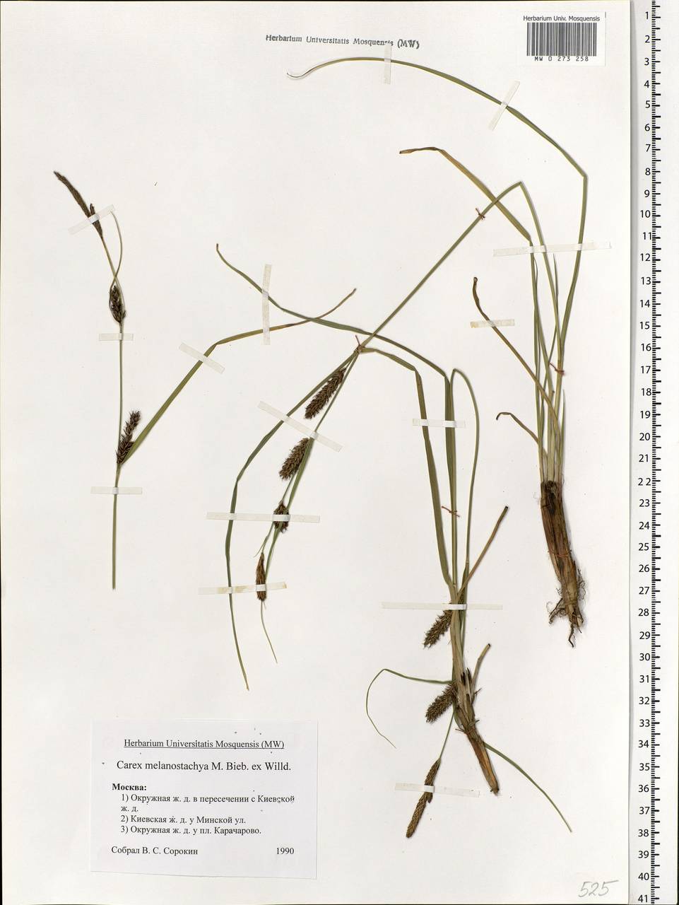 Carex melanostachya M.Bieb. ex Willd., Eastern Europe, Moscow region (E4a) (Russia)