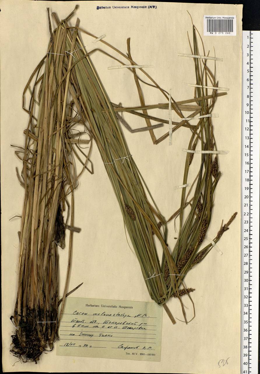 Carex melanostachya M.Bieb. ex Willd., Eastern Europe, Central forest-and-steppe region (E6) (Russia)