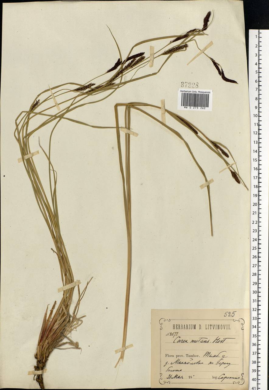 Carex melanostachya M.Bieb. ex Willd., Eastern Europe, Central forest-and-steppe region (E6) (Russia)