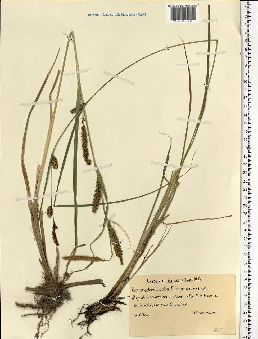 Carex melanostachya M.Bieb. ex Willd., Eastern Europe, Central forest-and-steppe region (E6) (Russia)