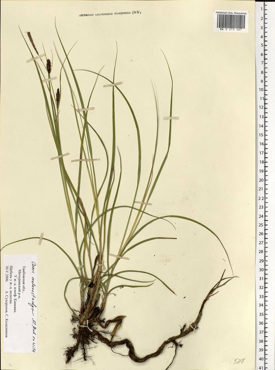 Carex melanostachya M.Bieb. ex Willd., Eastern Europe, Central forest-and-steppe region (E6) (Russia)