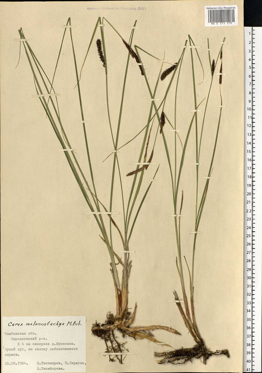 Carex melanostachya M.Bieb. ex Willd., Eastern Europe, Central forest-and-steppe region (E6) (Russia)
