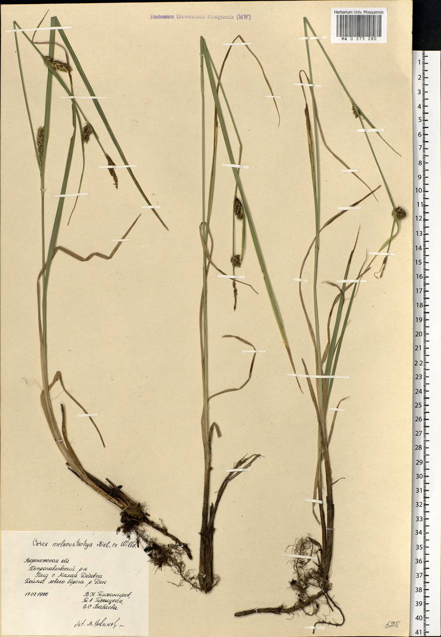 Carex melanostachya M.Bieb. ex Willd., Eastern Europe, Central forest-and-steppe region (E6) (Russia)