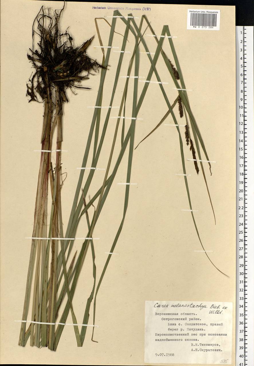 Carex melanostachya M.Bieb. ex Willd., Eastern Europe, Central forest-and-steppe region (E6) (Russia)