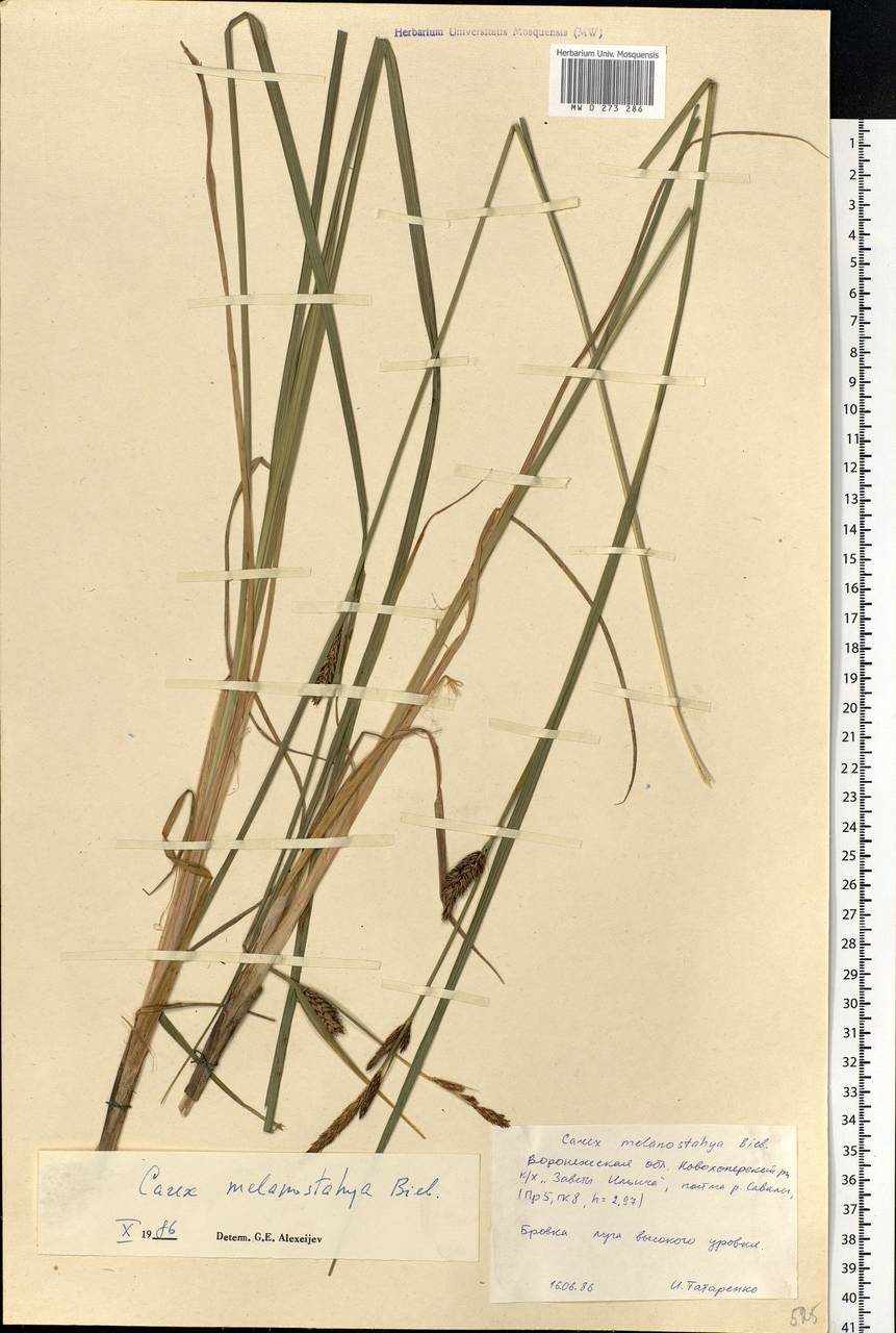 Carex melanostachya M.Bieb. ex Willd., Eastern Europe, Central forest-and-steppe region (E6) (Russia)