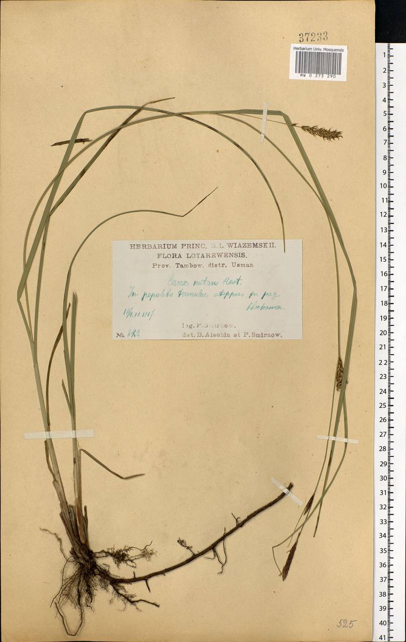 Carex melanostachya M.Bieb. ex Willd., Eastern Europe, Central forest-and-steppe region (E6) (Russia)