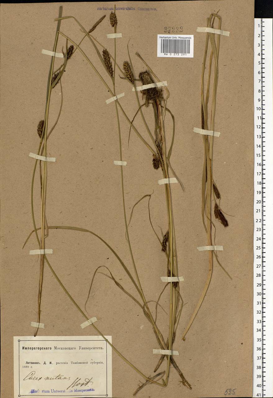 Carex melanostachya M.Bieb. ex Willd., Eastern Europe, Central forest-and-steppe region (E6) (Russia)