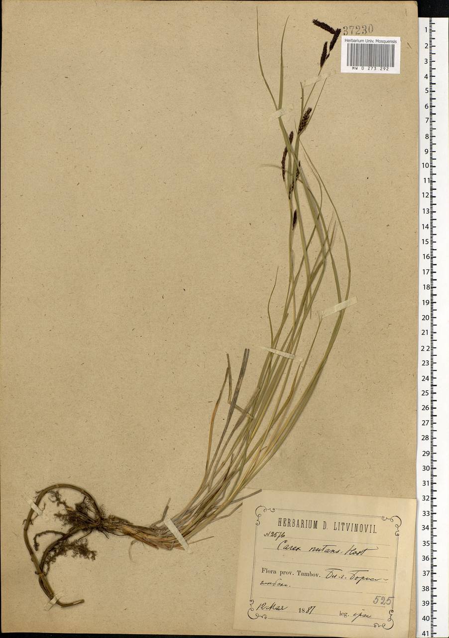 Carex melanostachya M.Bieb. ex Willd., Eastern Europe, Central forest-and-steppe region (E6) (Russia)