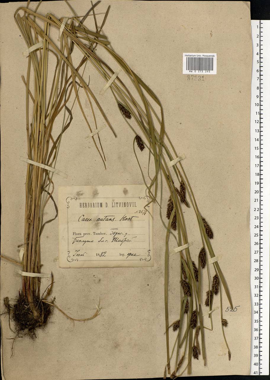 Carex melanostachya M.Bieb. ex Willd., Eastern Europe, Central forest-and-steppe region (E6) (Russia)