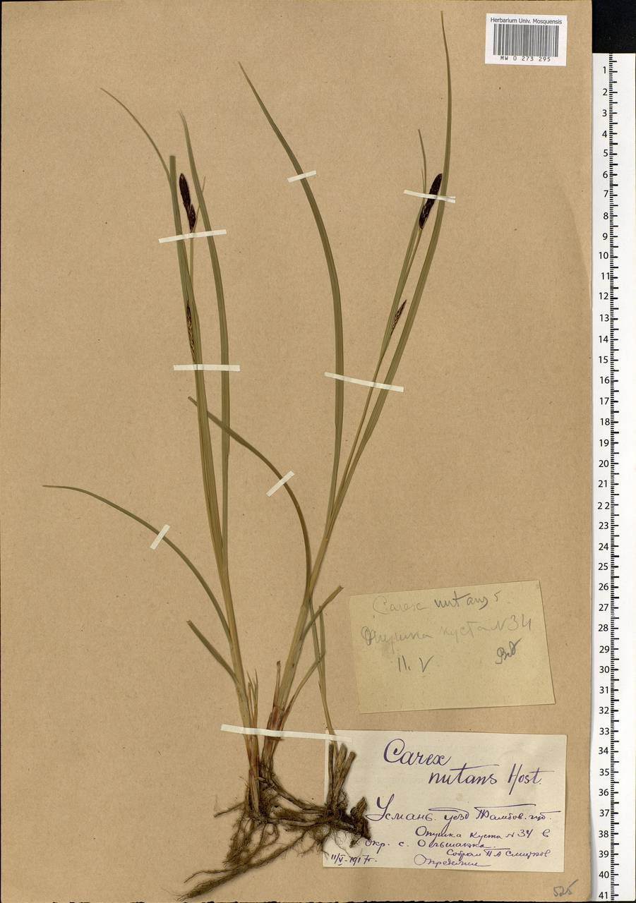 Carex melanostachya M.Bieb. ex Willd., Eastern Europe, Central forest-and-steppe region (E6) (Russia)