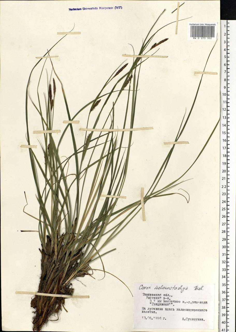 Carex melanostachya M.Bieb. ex Willd., Eastern Europe, Central forest-and-steppe region (E6) (Russia)