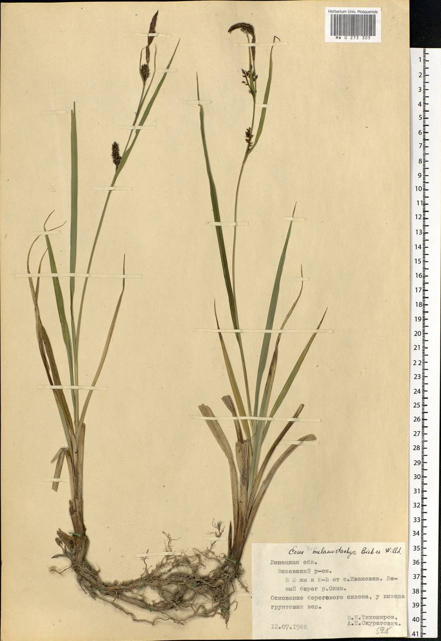 Carex melanostachya M.Bieb. ex Willd., Eastern Europe, Central forest-and-steppe region (E6) (Russia)