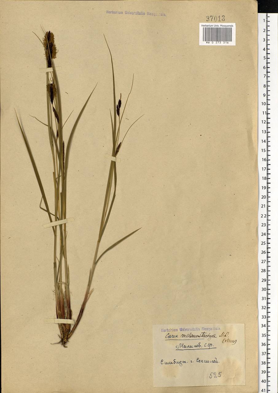 Carex melanostachya M.Bieb. ex Willd., Eastern Europe, Middle Volga region (E8) (Russia)