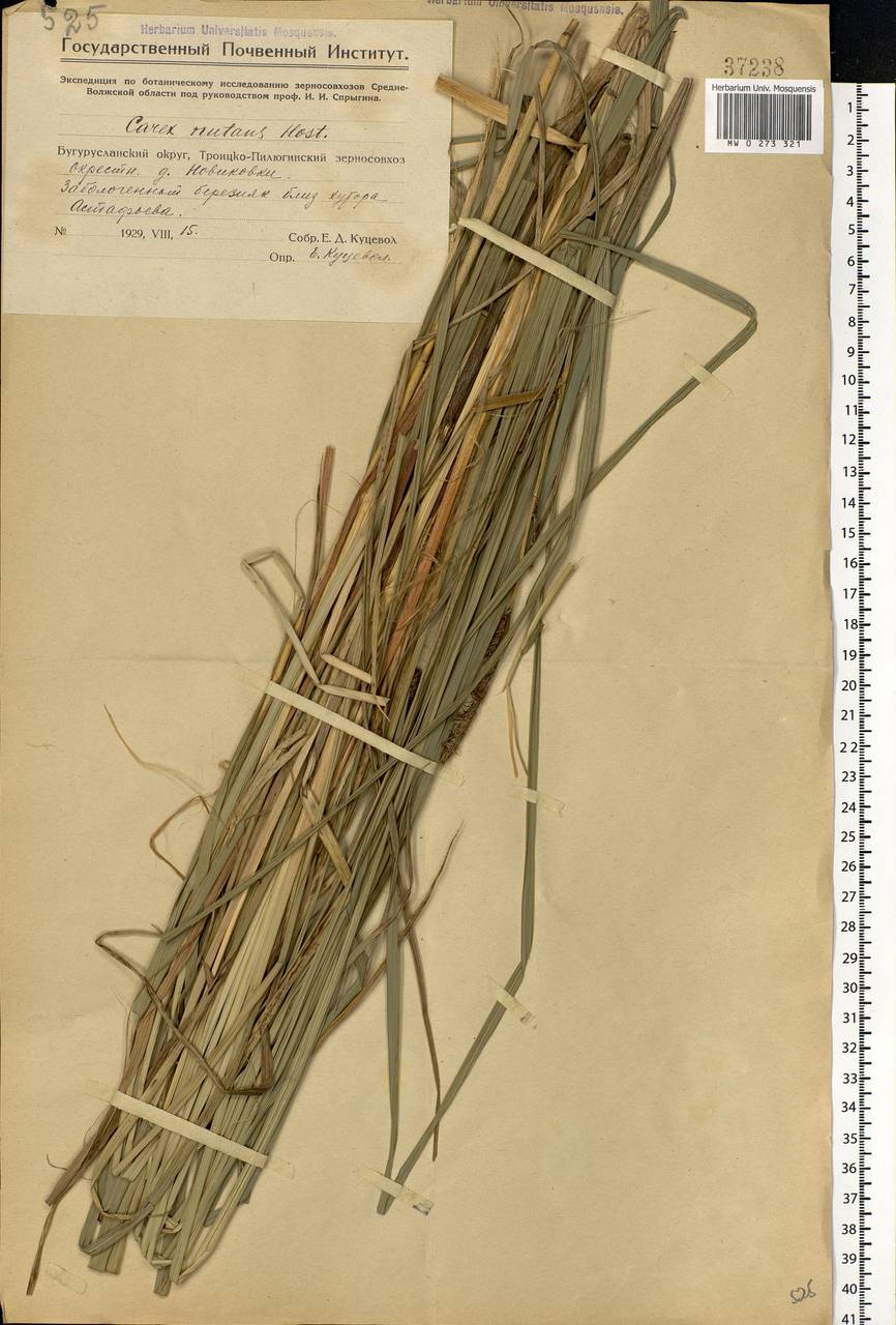 Carex melanostachya M.Bieb. ex Willd., Eastern Europe, Eastern region (E10) (Russia)