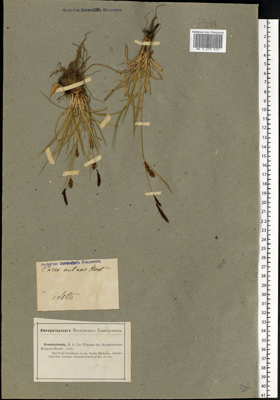 Carex melanostachya M.Bieb. ex Willd., Eastern Europe, Lower Volga region (E9) (Russia)