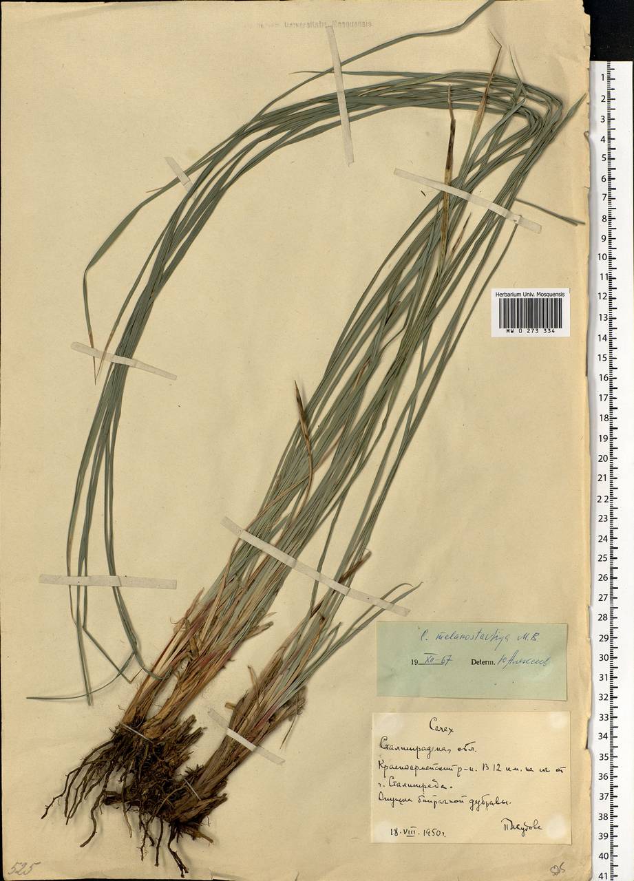 Carex melanostachya M.Bieb. ex Willd., Eastern Europe, Lower Volga region (E9) (Russia)