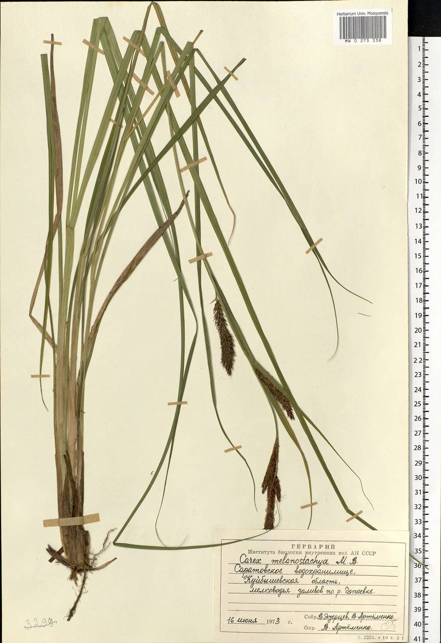 Carex melanostachya M.Bieb. ex Willd., Eastern Europe, Middle Volga region (E8) (Russia)