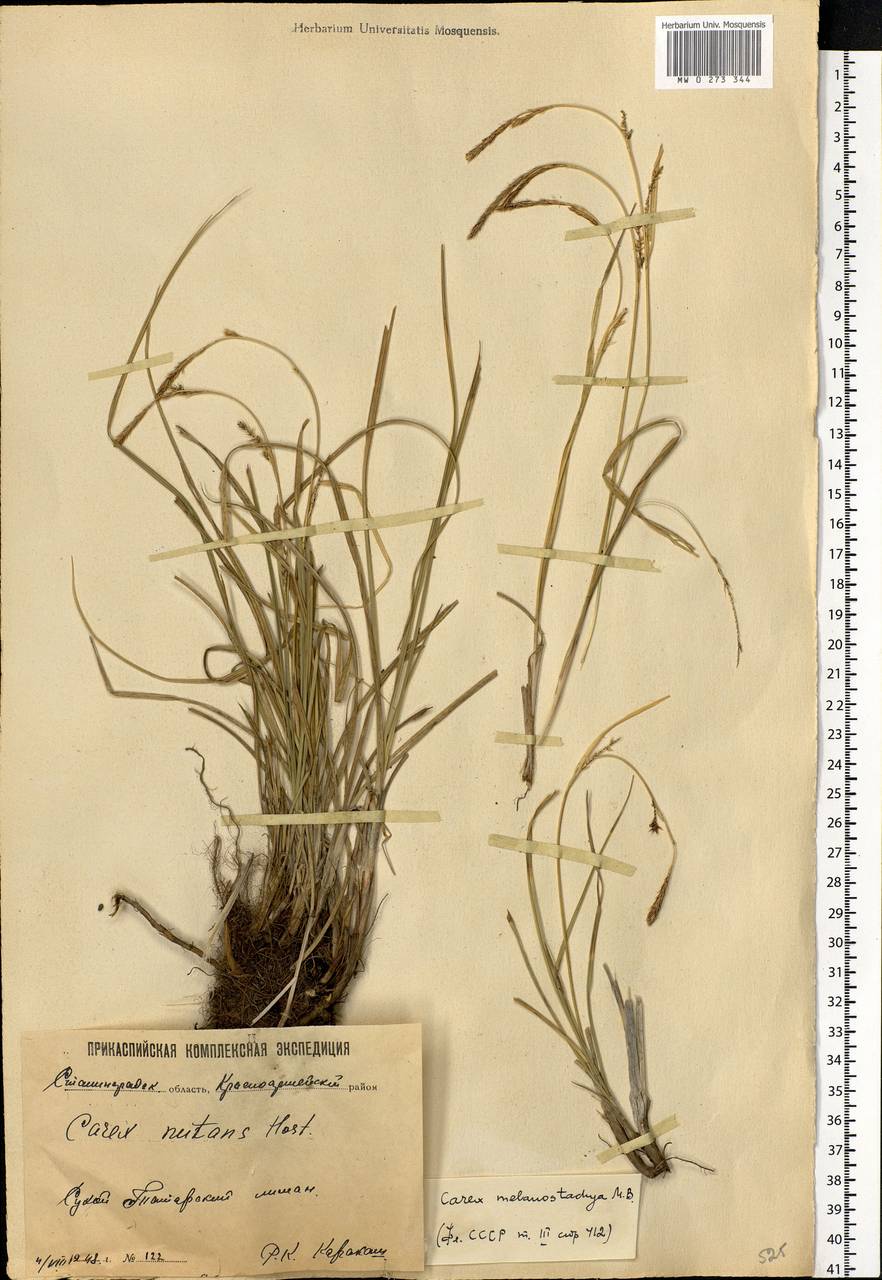 Carex melanostachya M.Bieb. ex Willd., Eastern Europe, Lower Volga region (E9) (Russia)
