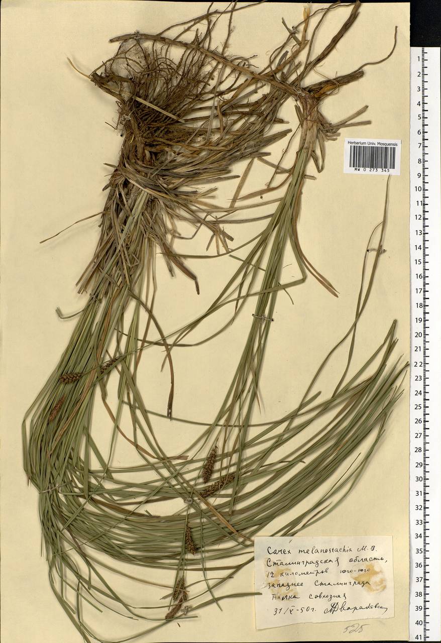 Carex melanostachya M.Bieb. ex Willd., Eastern Europe, Lower Volga region (E9) (Russia)