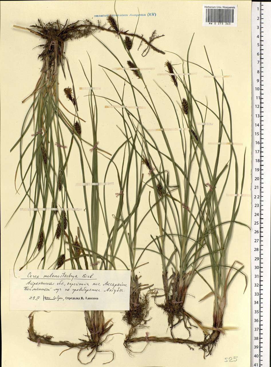 Carex melanostachya M.Bieb. ex Willd., Eastern Europe, Lower Volga region (E9) (Russia)