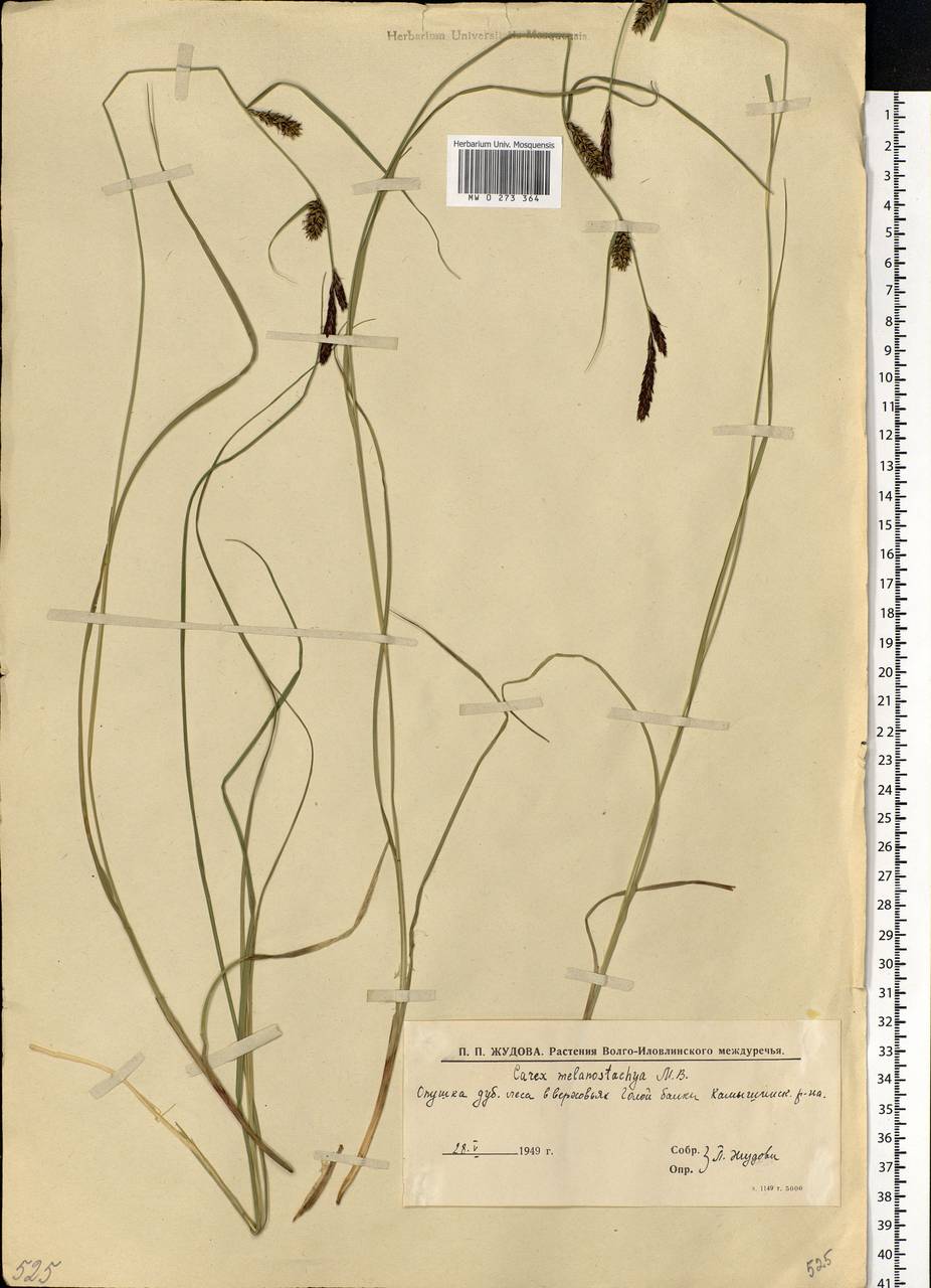 Carex melanostachya M.Bieb. ex Willd., Eastern Europe, Lower Volga region (E9) (Russia)