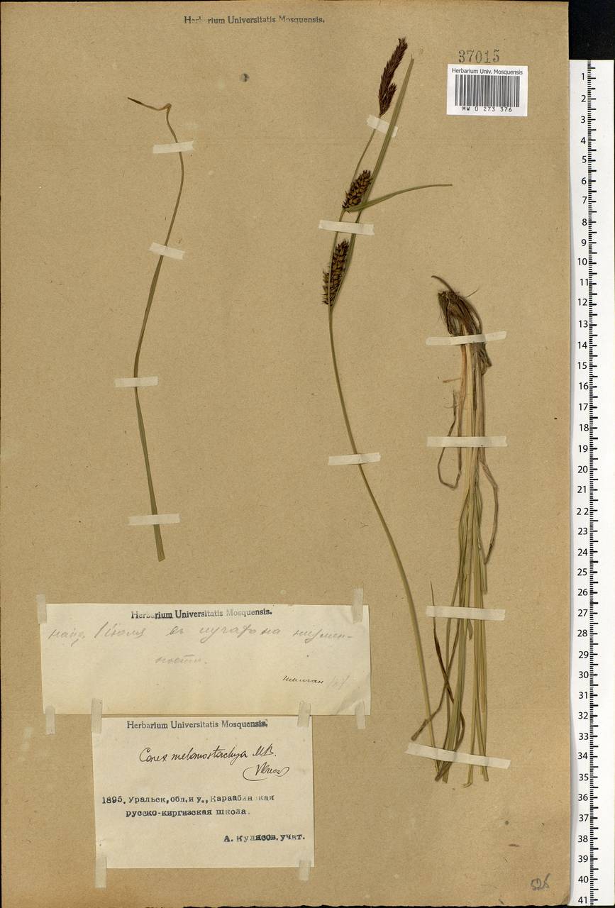 Carex melanostachya M.Bieb. ex Willd., Middle Asia, Caspian Ustyurt & Northern Aralia (M8) (Kazakhstan)