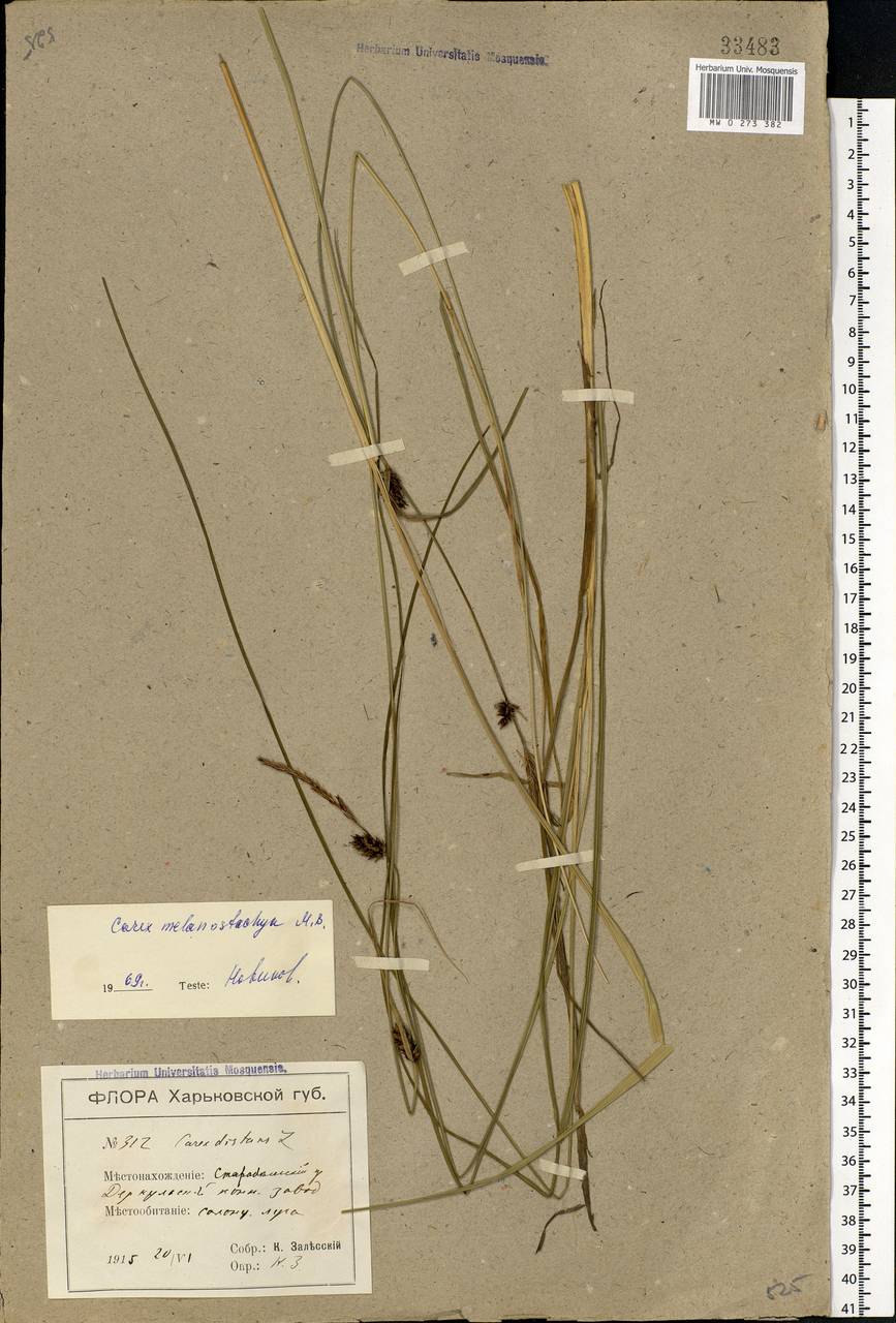 Carex melanostachya M.Bieb. ex Willd., Eastern Europe, North Ukrainian region (E11) (Ukraine)