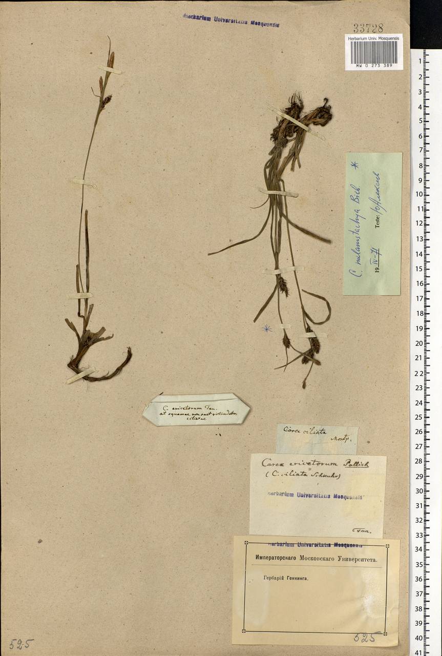 Carex melanostachya M.Bieb. ex Willd., Eastern Europe, Rostov Oblast (E12a) (Russia)