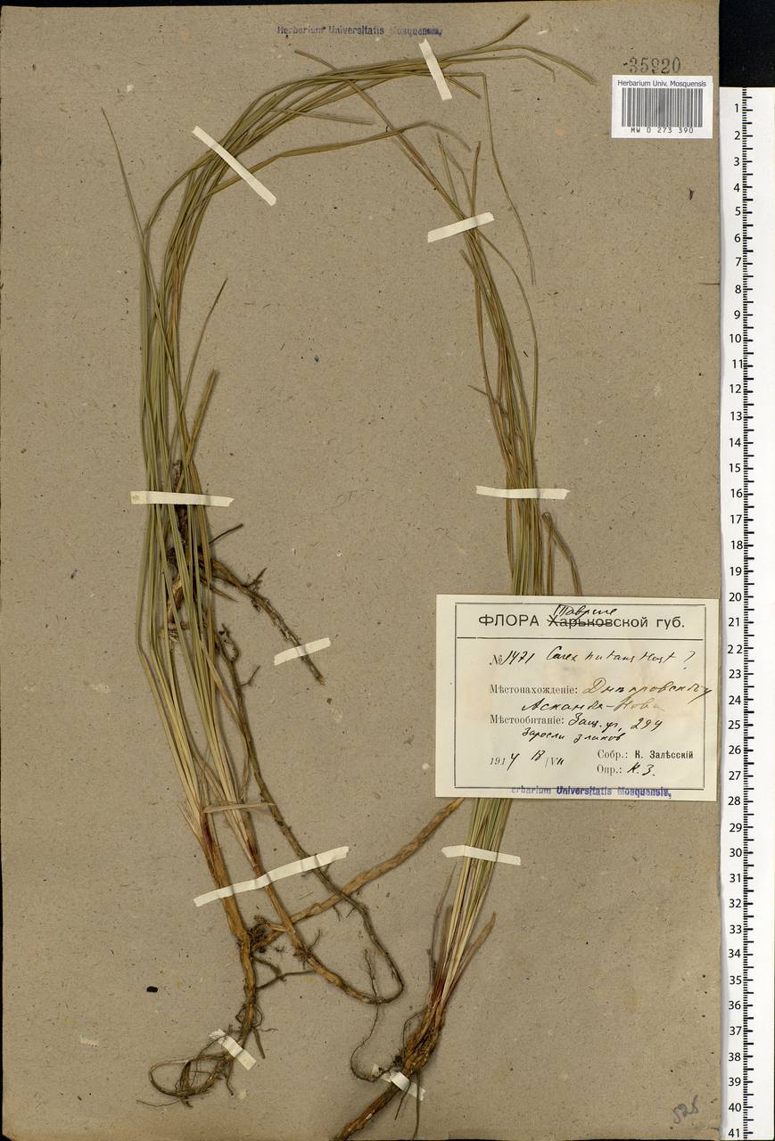 Carex melanostachya M.Bieb. ex Willd., Eastern Europe, South Ukrainian region (E12) (Ukraine)