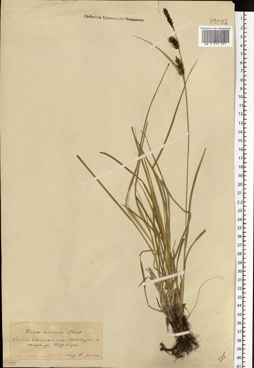 Carex melanostachya M.Bieb. ex Willd., Eastern Europe, South Ukrainian region (E12) (Ukraine)