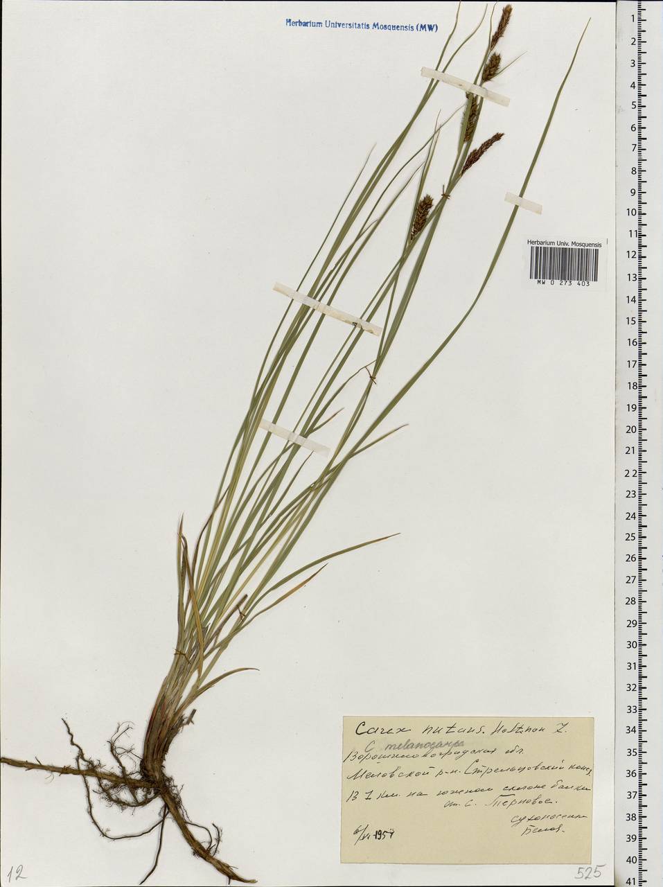 Carex melanostachya M.Bieb. ex Willd., Eastern Europe, North Ukrainian region (E11) (Ukraine)