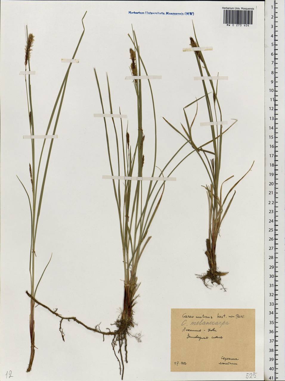 Carex melanostachya M.Bieb. ex Willd., Eastern Europe, South Ukrainian region (E12) (Ukraine)