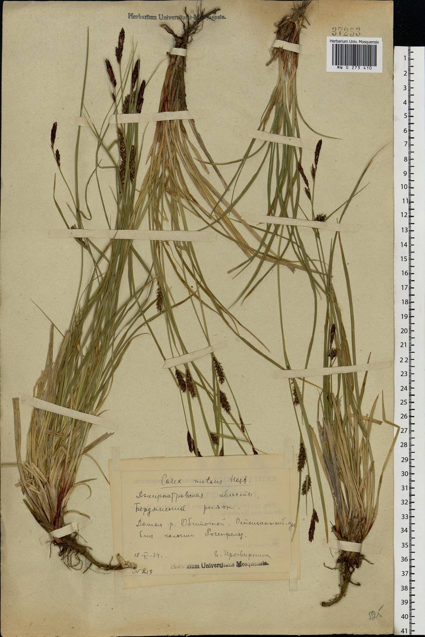 Carex melanostachya M.Bieb. ex Willd., Eastern Europe, South Ukrainian region (E12) (Ukraine)