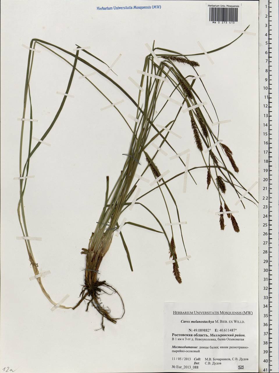 Carex melanostachya M.Bieb. ex Willd., Eastern Europe, Rostov Oblast (E12a) (Russia)
