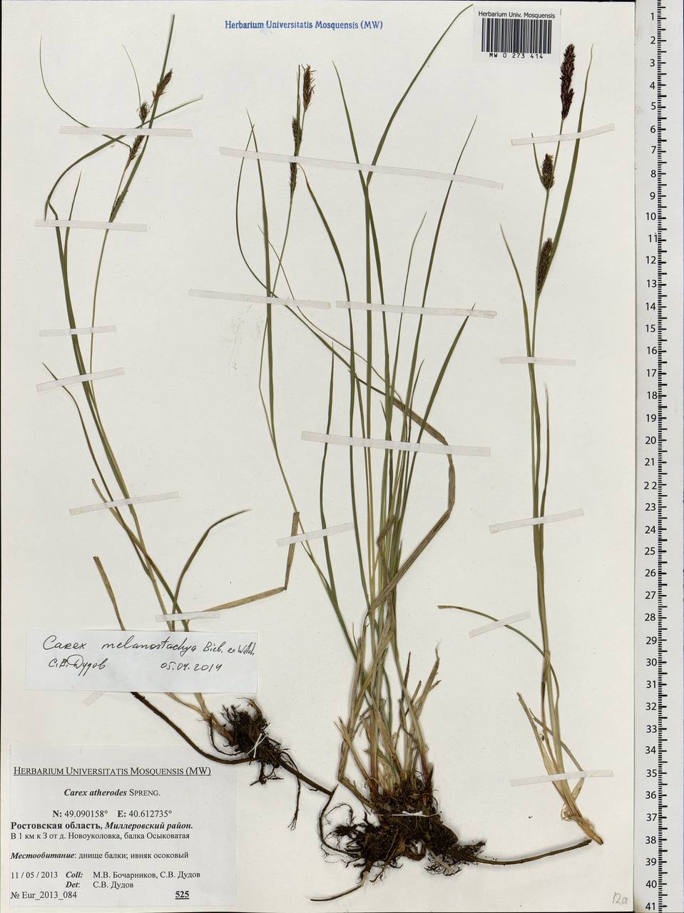 Carex melanostachya M.Bieb. ex Willd., Eastern Europe, Rostov Oblast (E12a) (Russia)