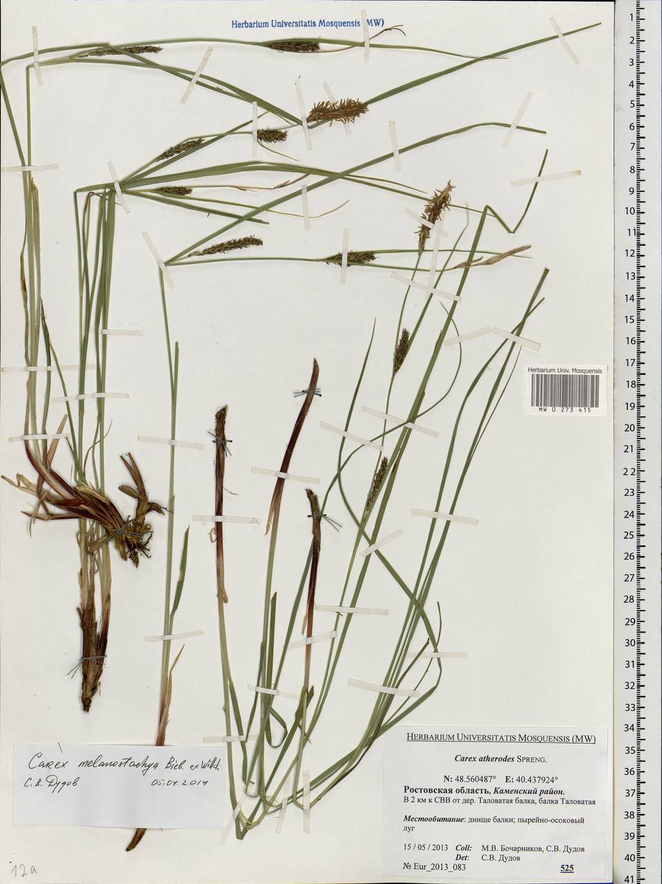 Carex melanostachya M.Bieb. ex Willd., Eastern Europe, Rostov Oblast (E12a) (Russia)