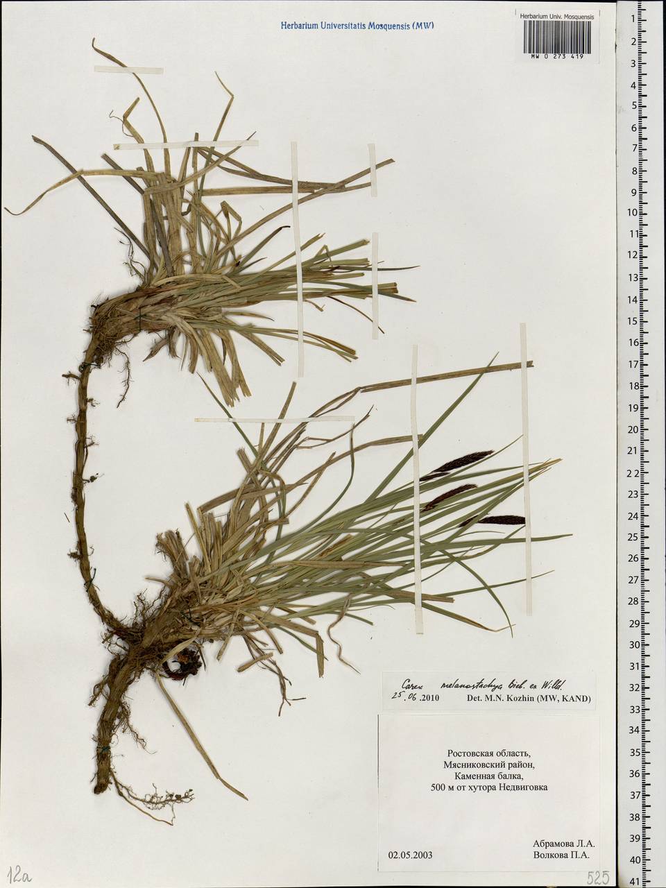 Carex melanostachya M.Bieb. ex Willd., Eastern Europe, Rostov Oblast (E12a) (Russia)