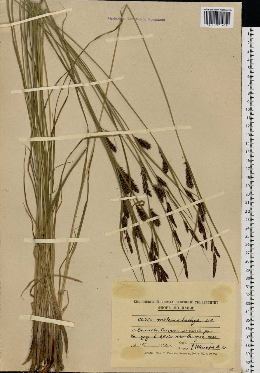 Carex melanostachya M.Bieb. ex Willd., Eastern Europe, Moldova (E13a) (Moldova)