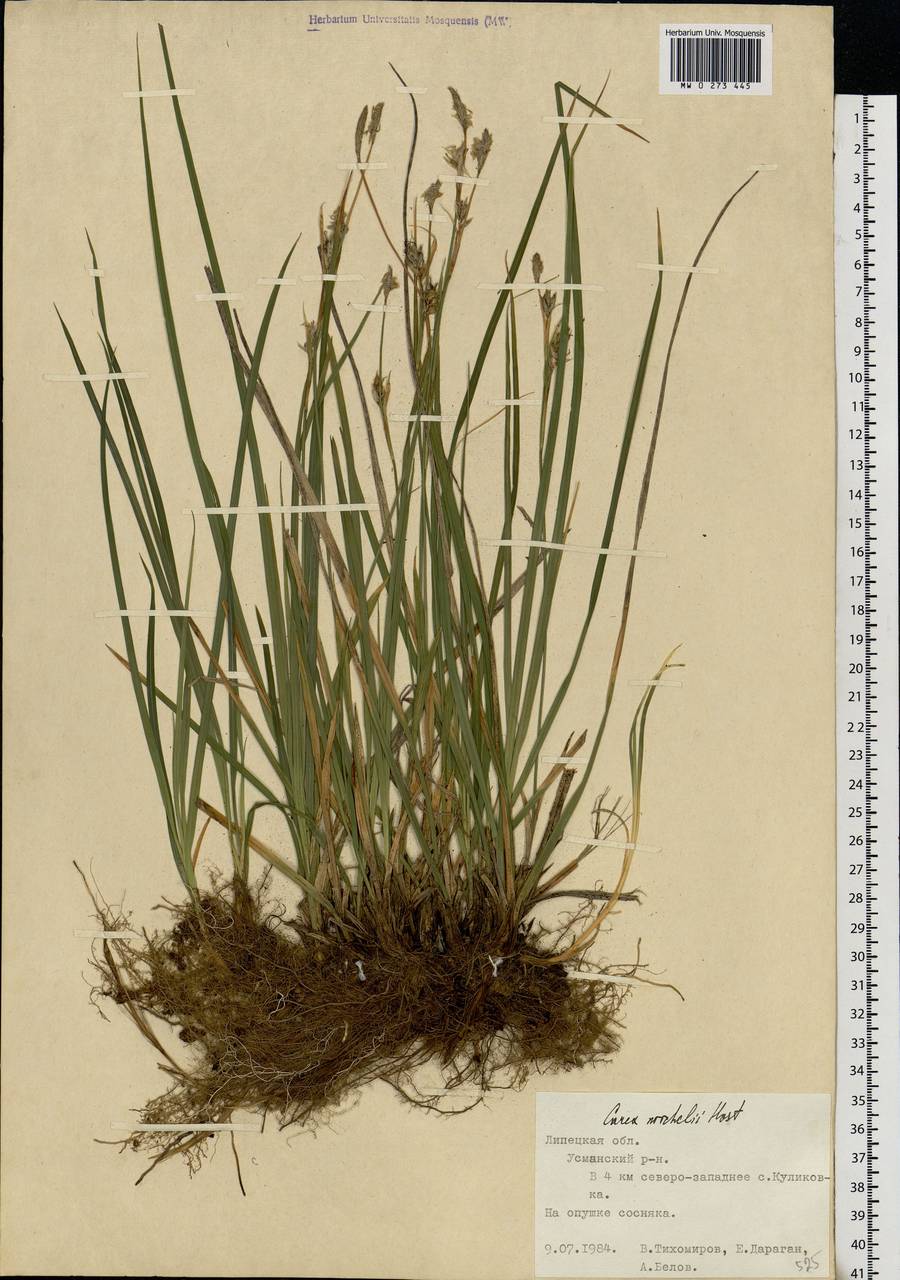 Carex michelii Host, Eastern Europe, Central forest-and-steppe region (E6) (Russia)