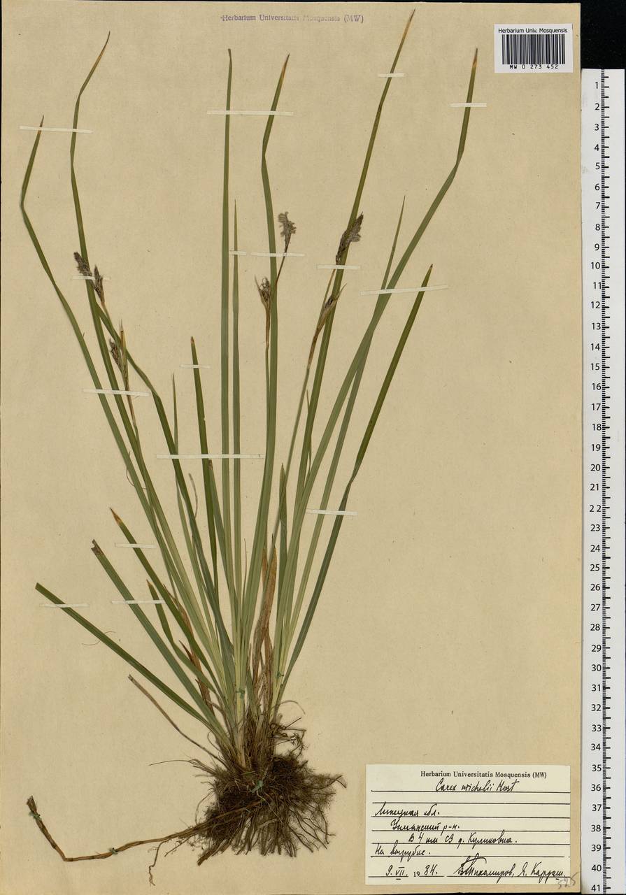 Carex michelii Host, Eastern Europe, Central forest-and-steppe region (E6) (Russia)