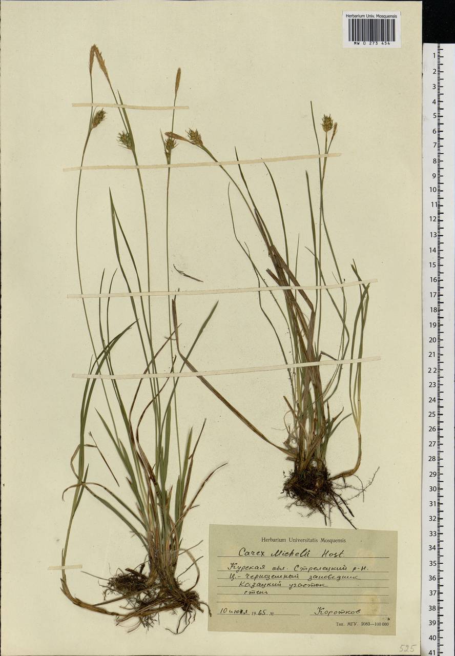 Carex michelii Host, Eastern Europe, Central forest-and-steppe region (E6) (Russia)