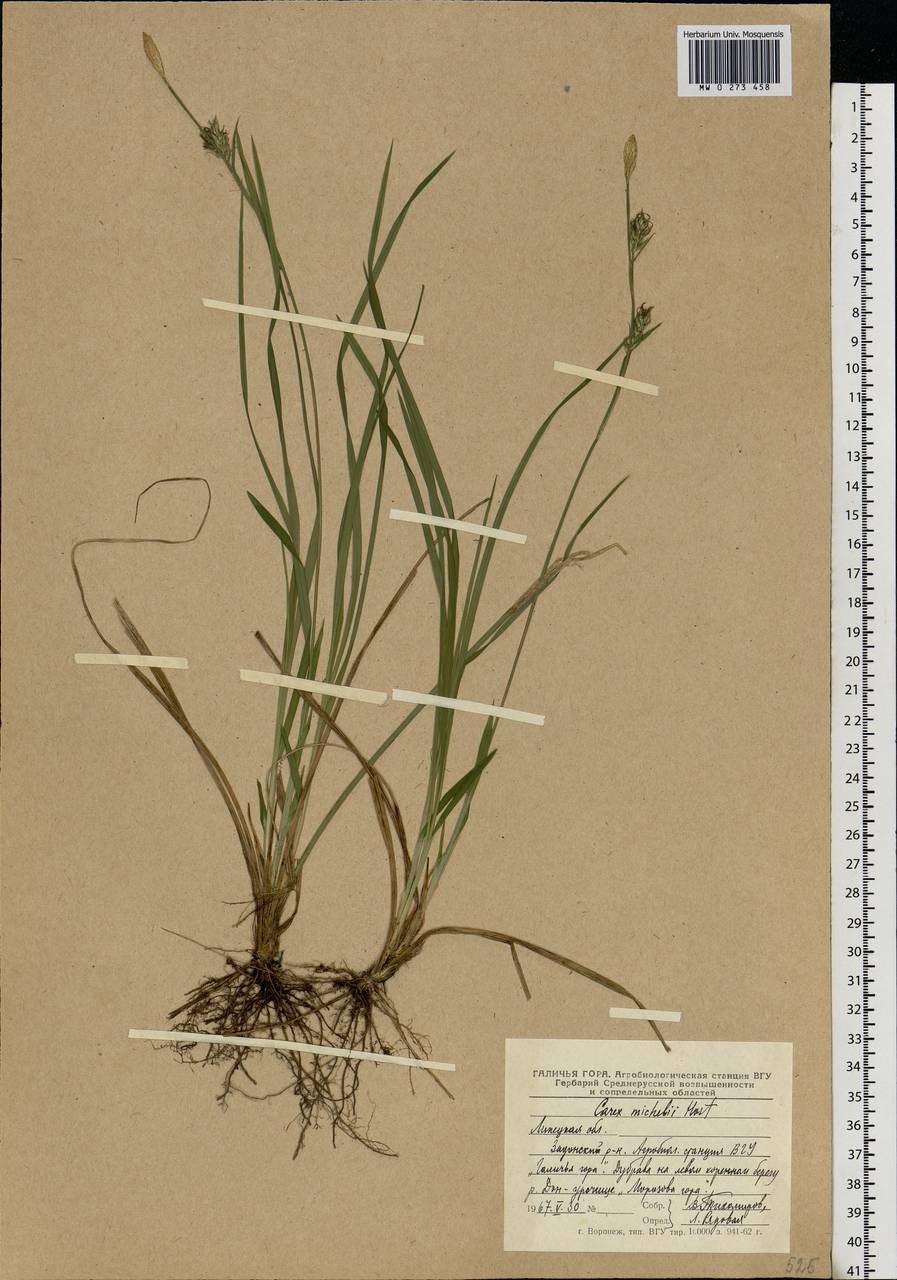 Carex michelii Host, Eastern Europe, Central forest-and-steppe region (E6) (Russia)