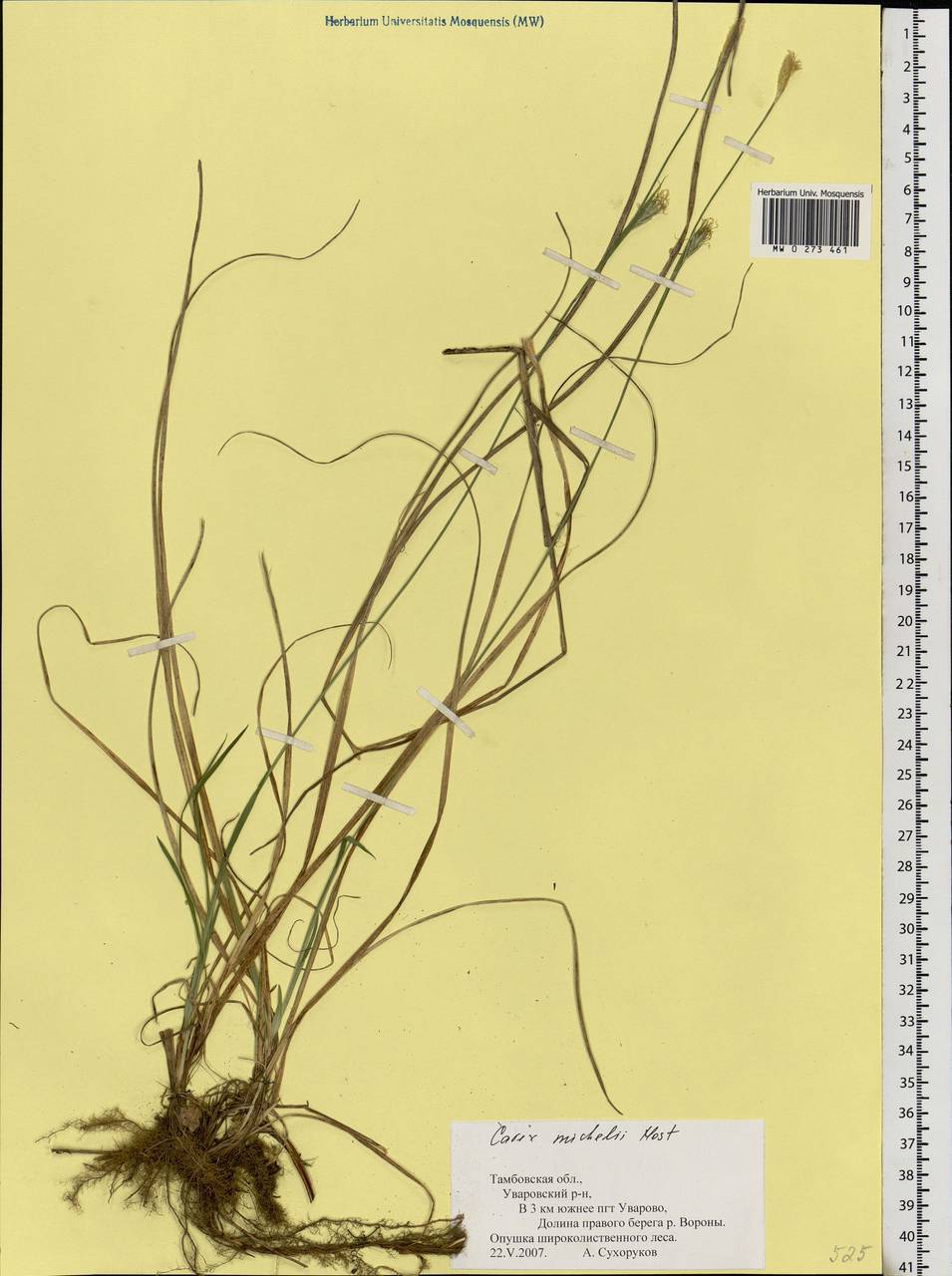 Carex michelii Host, Eastern Europe, Central forest-and-steppe region (E6) (Russia)