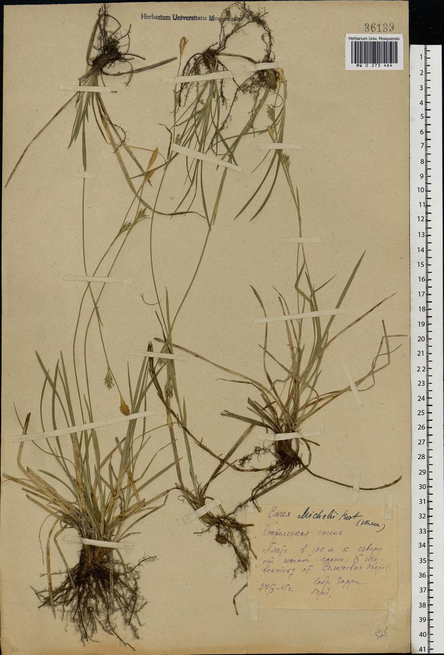 Carex michelii Host, Eastern Europe, Central forest-and-steppe region (E6) (Russia)