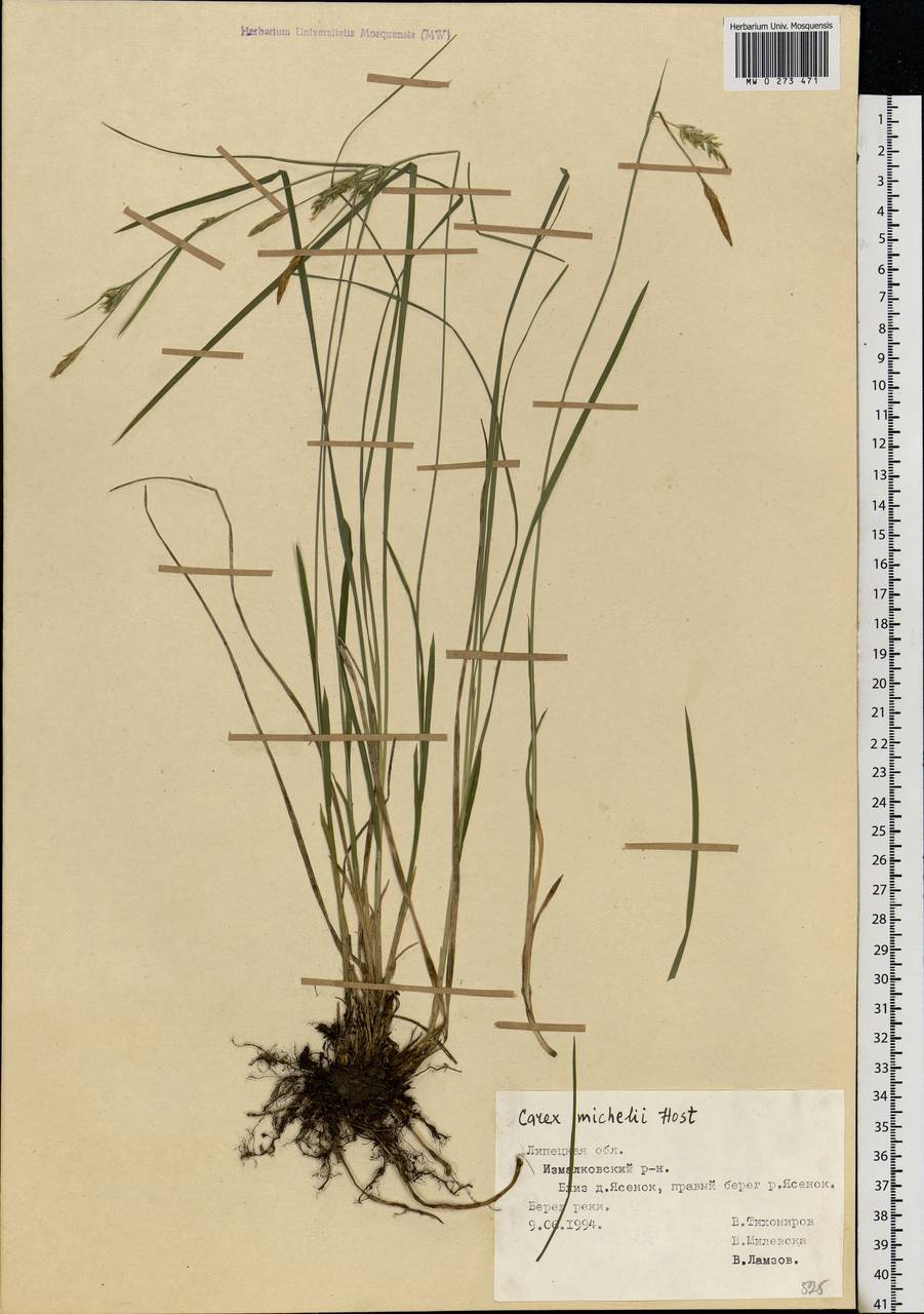 Carex michelii Host, Eastern Europe, Central forest-and-steppe region (E6) (Russia)